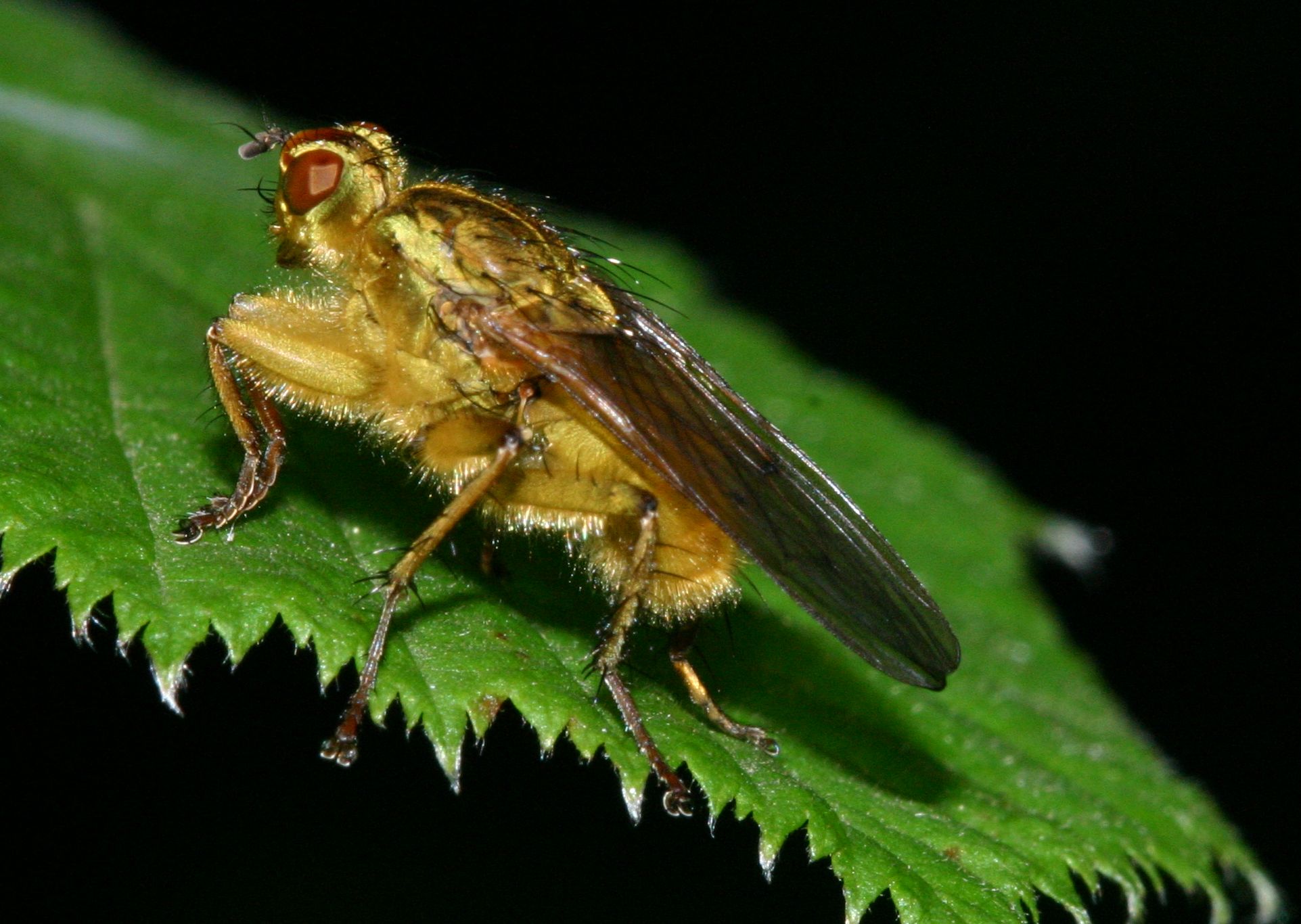 Identificazione dittero